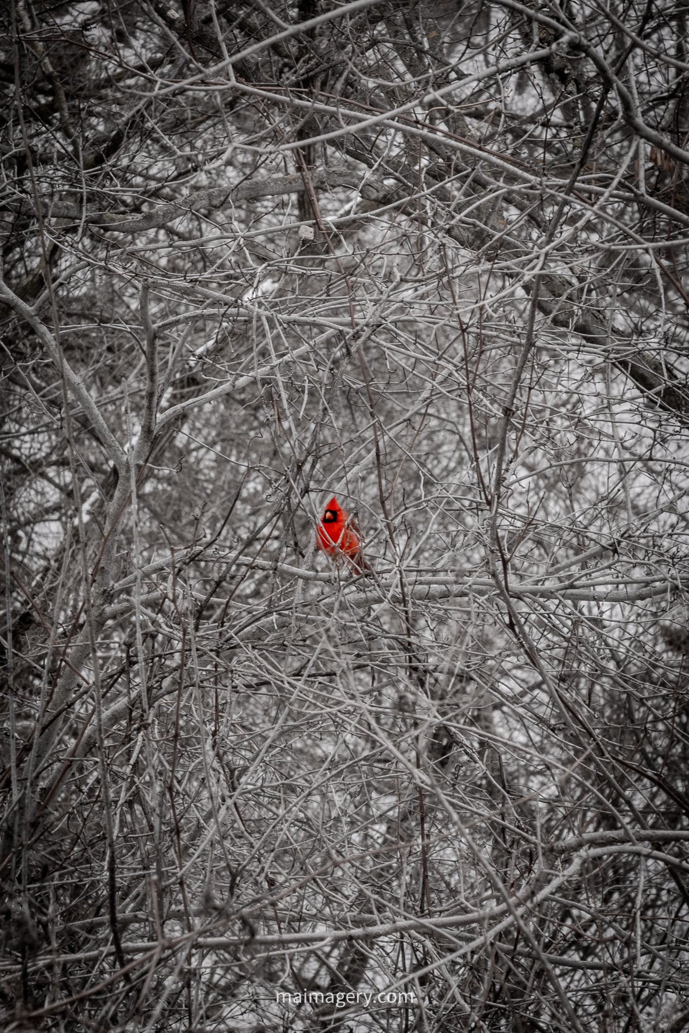 Cardinal in the Snow