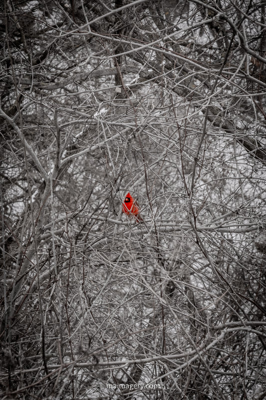 Cardinal in the Snow