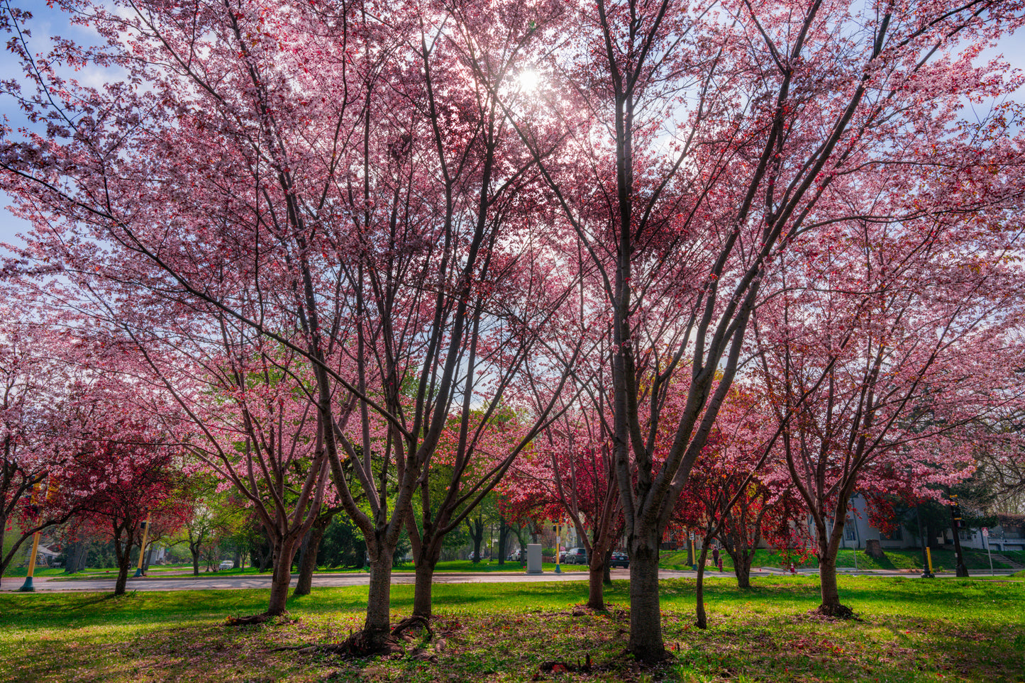 Springtime on Minnehaha Parkway