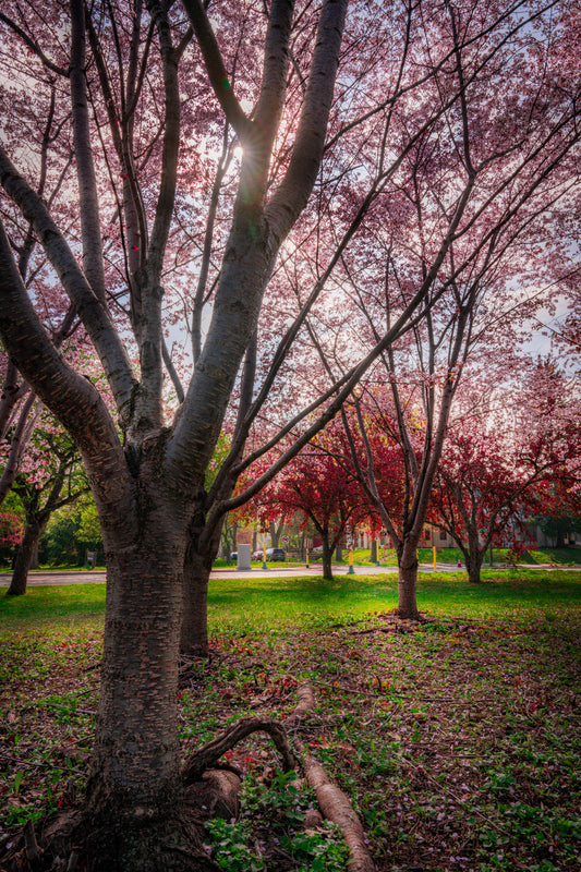 Spring along Minnehaha Parkway