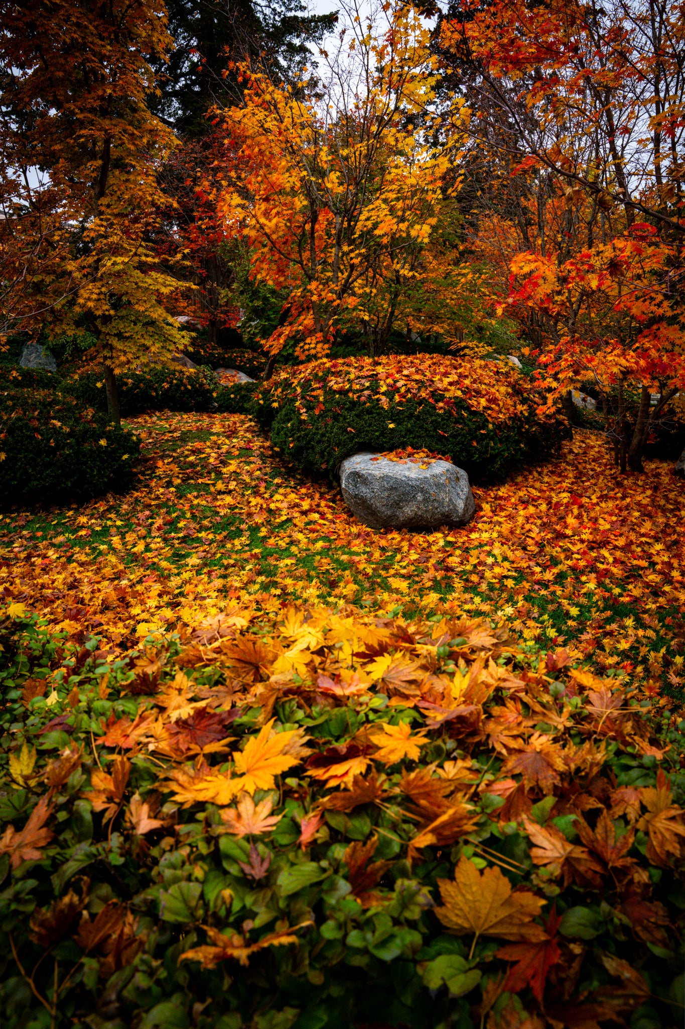 Japanese Gardens in Autumn