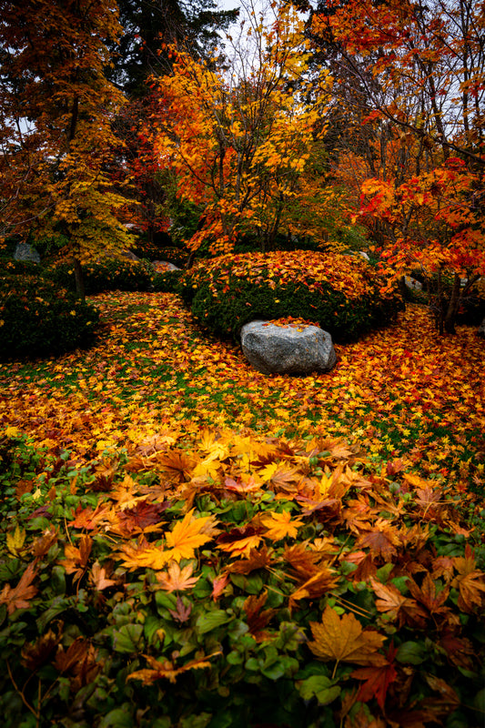 Japanese Gardens in Autumn