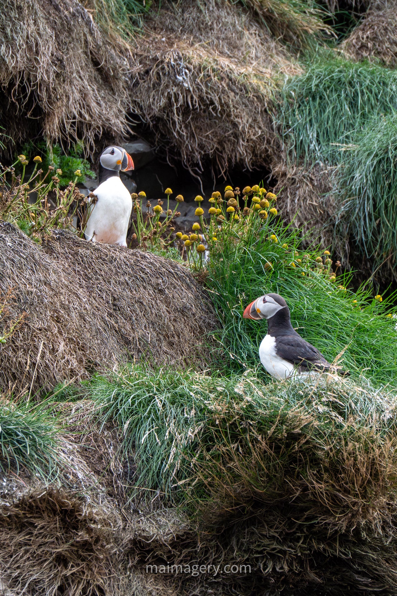 Puffins on Sea Side Cliffs in Iceland