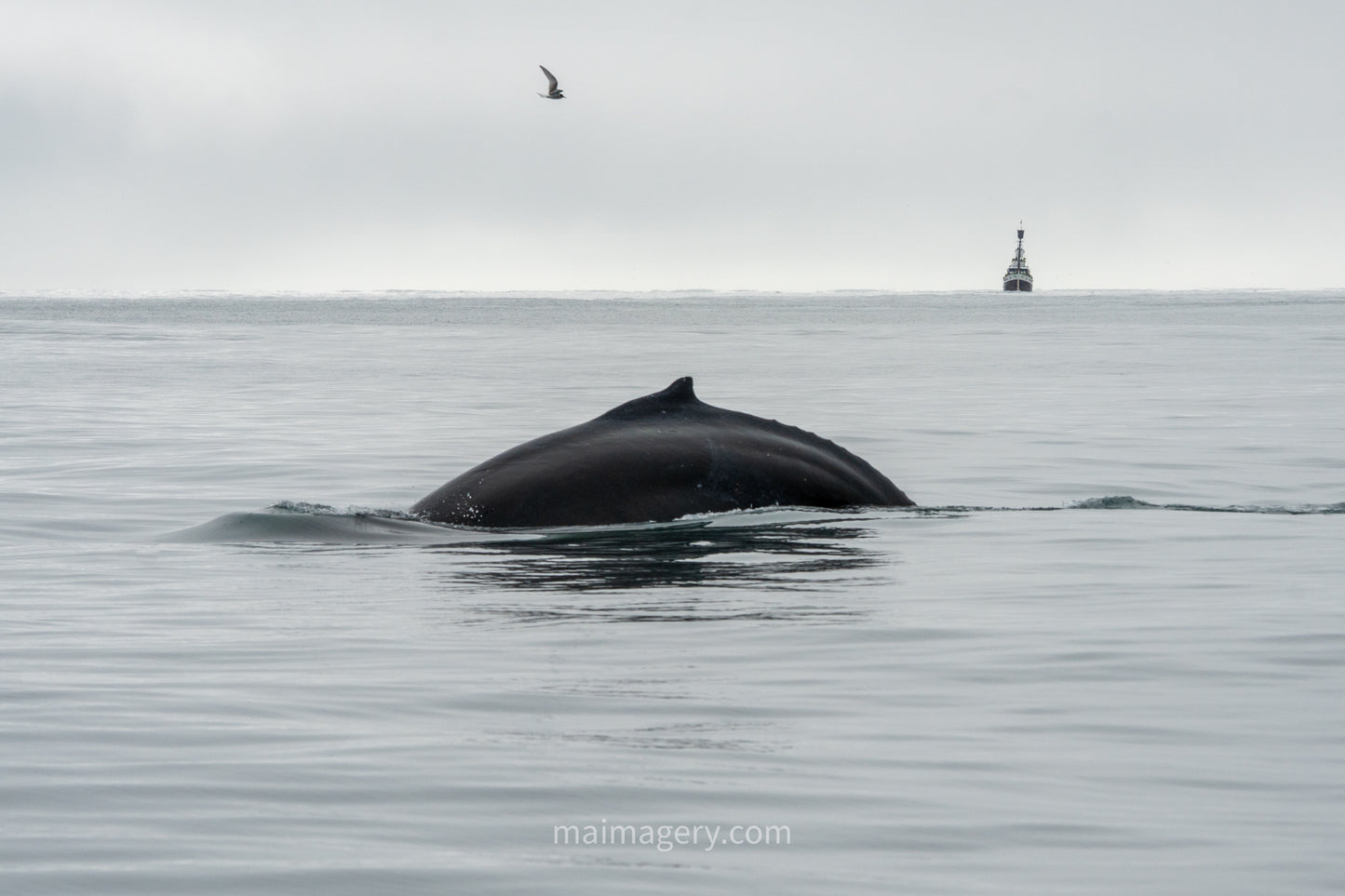 Humpback Whale off the Coast of Husavik Iceland