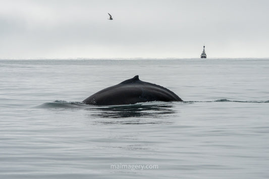 Humpback Whale off the Coast of Husavik Iceland