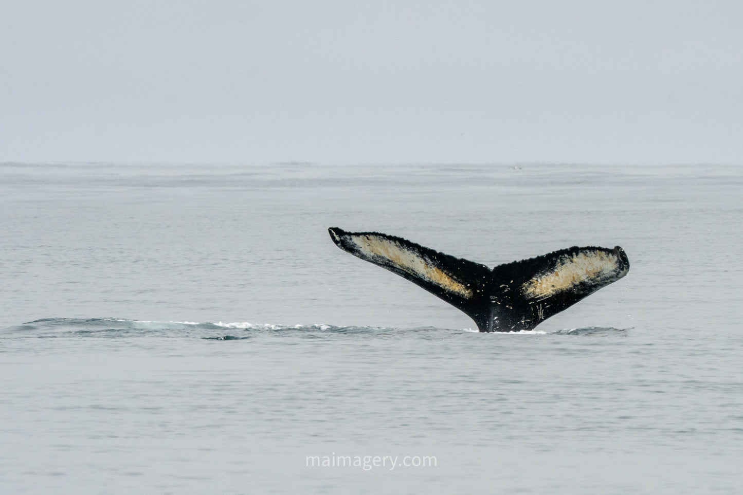 Humpback Whale Tail in Iceland