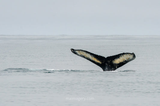 Humpback Whale Tail in Iceland