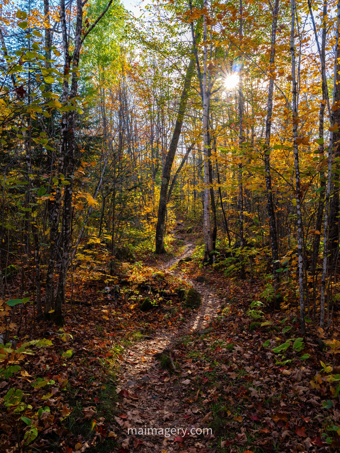 A Trail of Fall Color