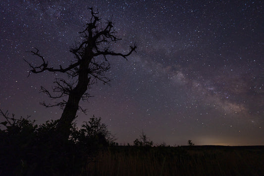 Milky Way in the Barrens