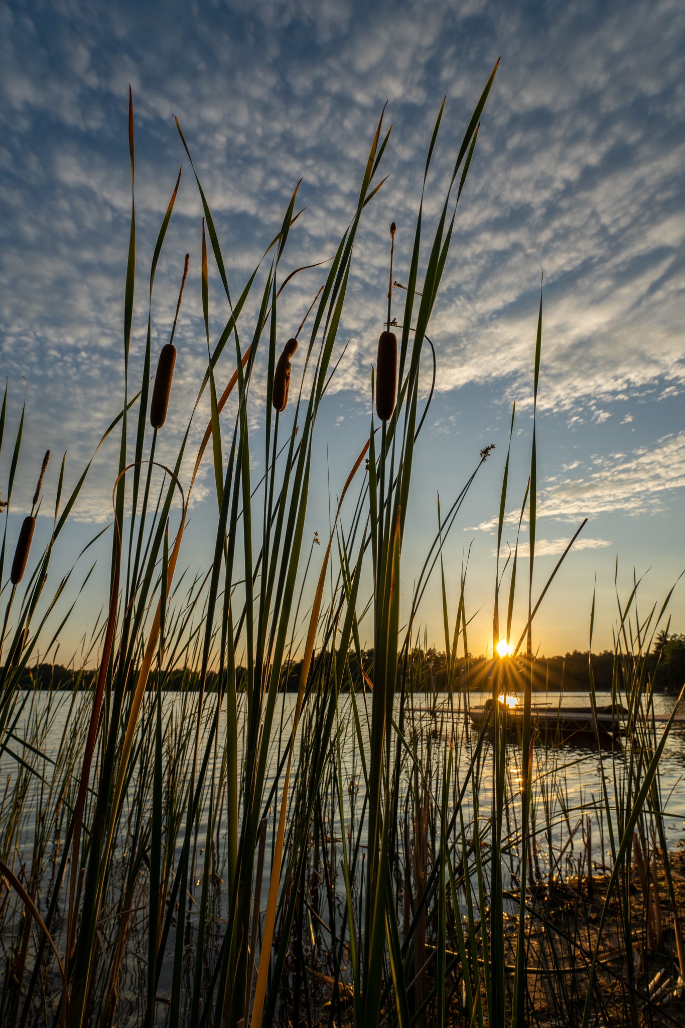 Sunset through Cattails