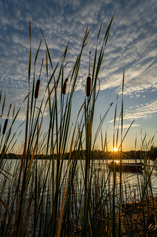 Sunset through Cattails