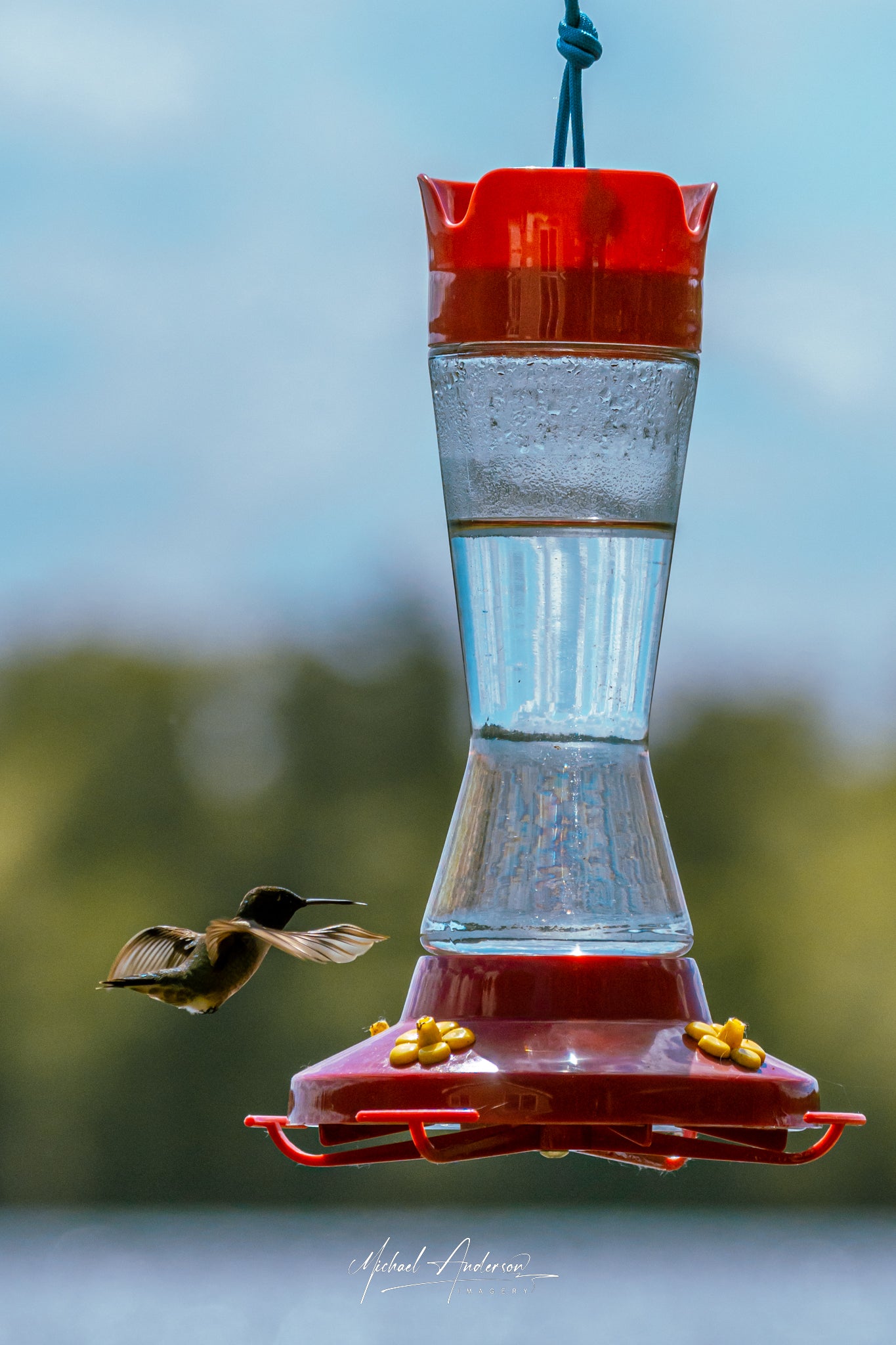 Hummingbird Frozen in Air
