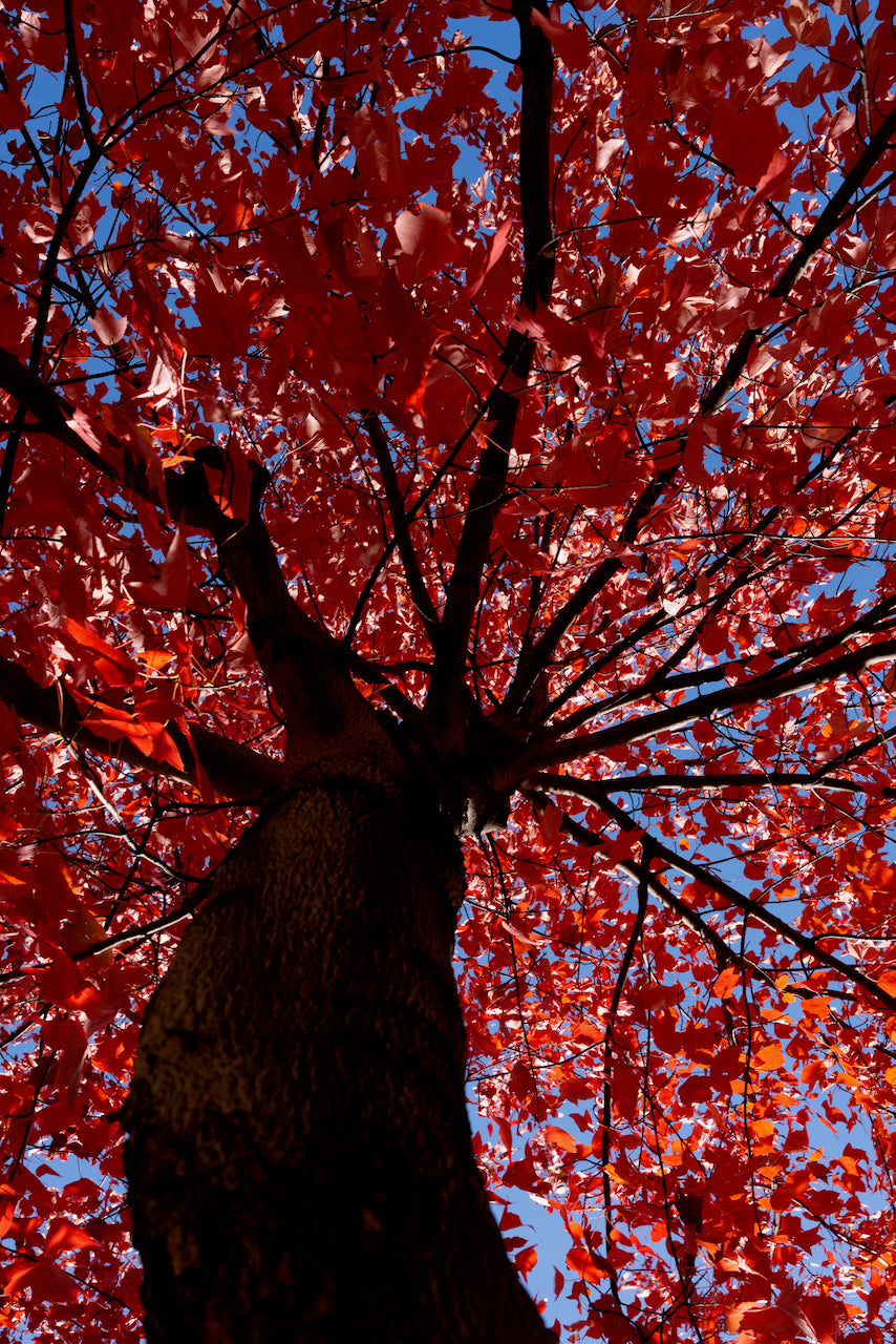 Red Tones Fall in Minneapolis