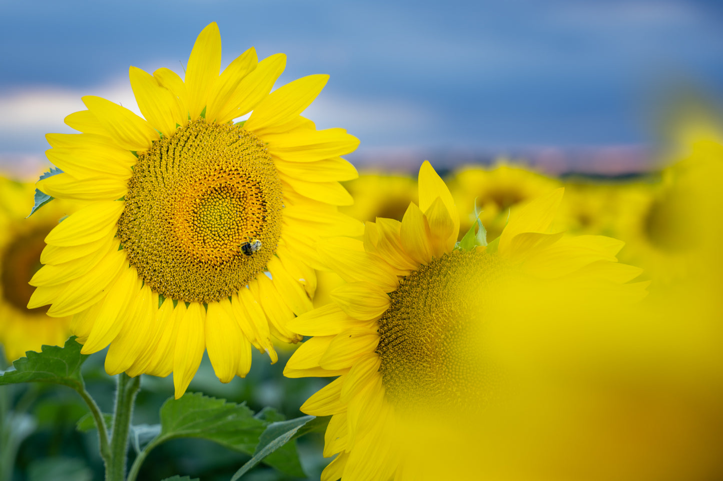 Sunflower and Bumblebee
