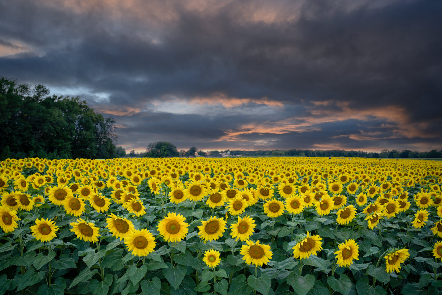 Sunflower Field at Sunset