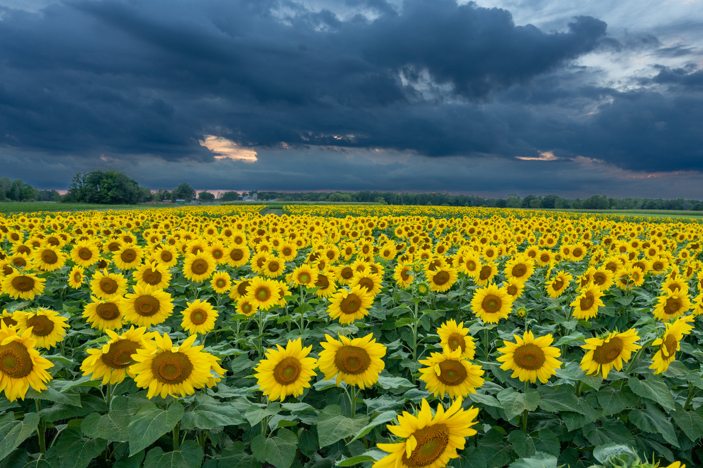 Sunflower Field and Barn