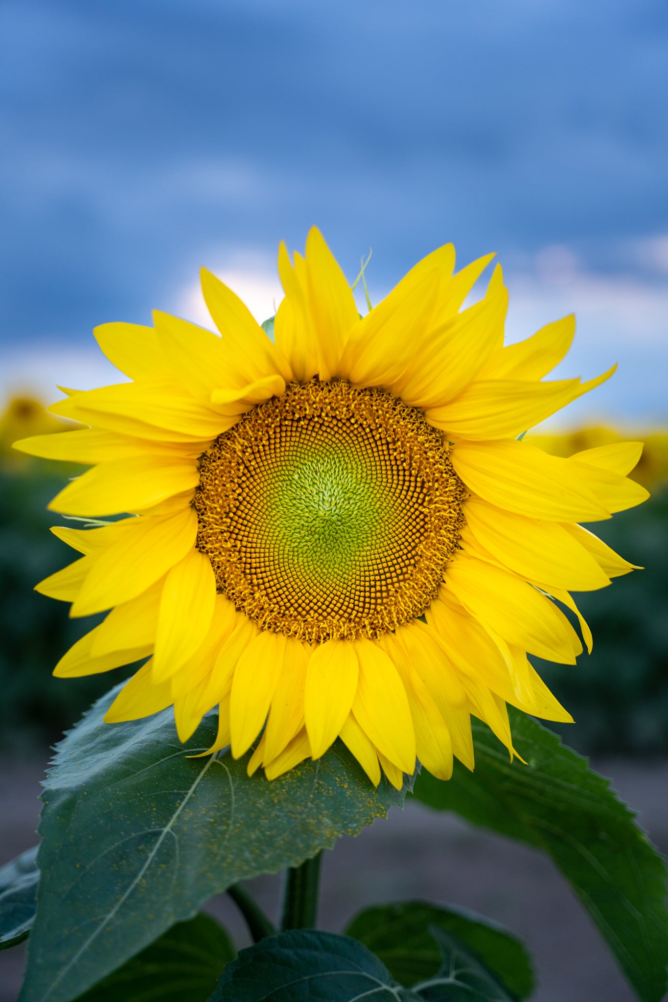 Sunflower Close-Up