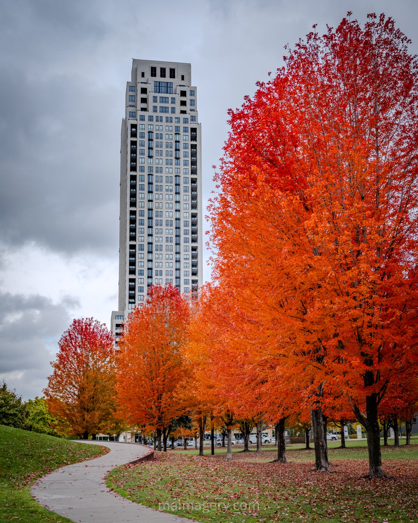 Maples in Minneapolis