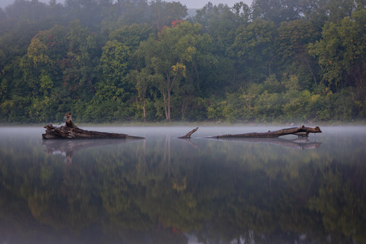 Foggy Log on the Mississippi