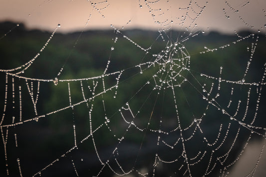 Spider web on Franklin Avenue