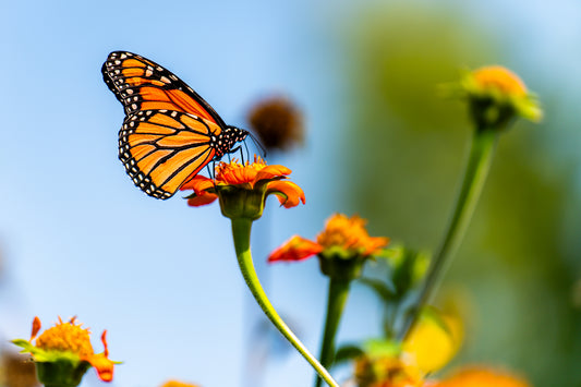 Monarch at Longfellow Gardens