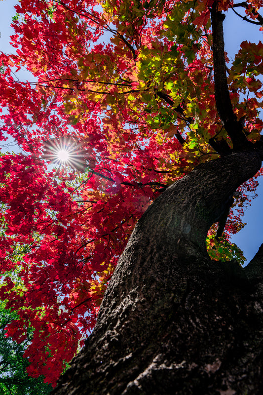One Tree, Three Shades of Fall