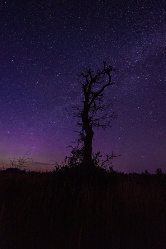 Milky Way and a Lone Tree