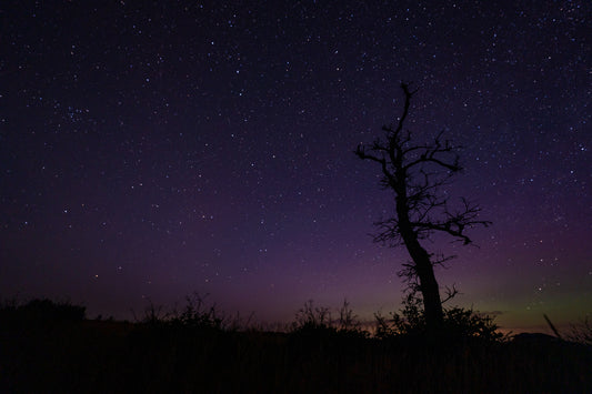Big Dipper and Lone Tree in the Barrens