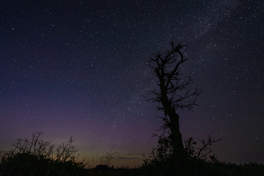 Milky Way Cuts Behind Lone Tree in the Barrens
