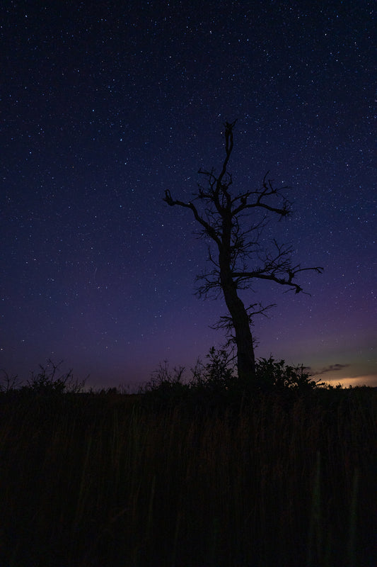 Big Dipper with Lone Tree in the Barrens