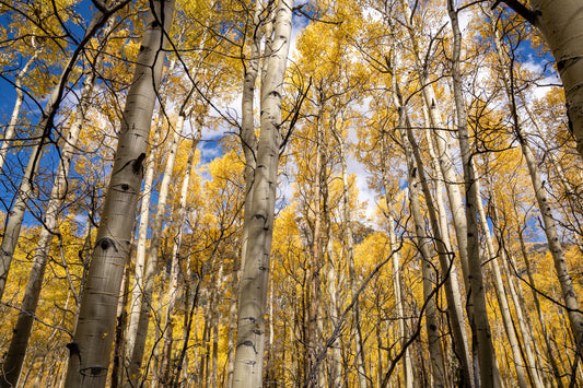 Autumn Aspens in the Colorado Rockies