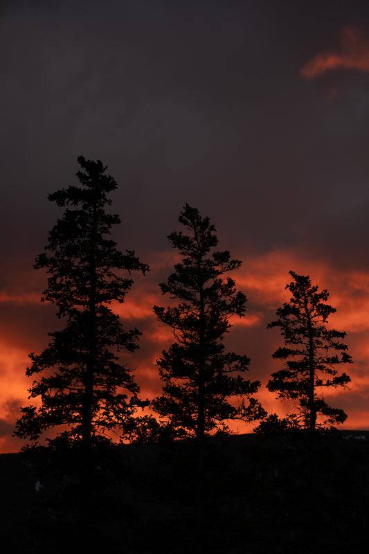 Three Pines at Sunset near Quandary Peak
