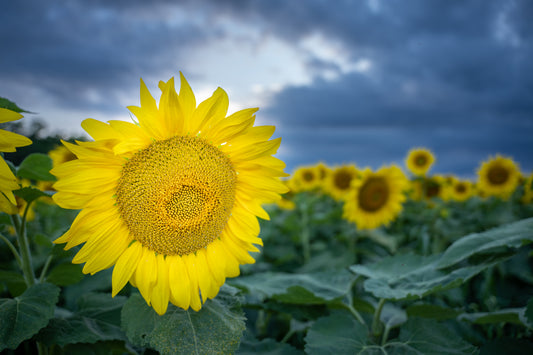 Sunflower after the Storm