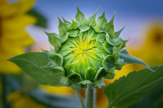 Sunflower Getting Ready to Bloom
