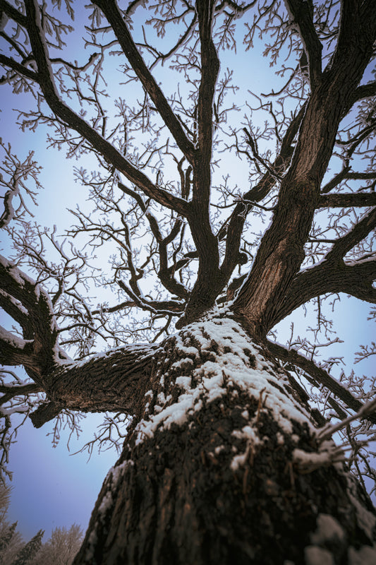 Winter Tree in Minneapolis